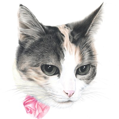 Hand Drawn Color Pencil Sketch from Photos - myDaVinci